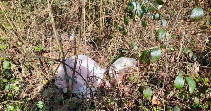 Accueil Environnement Des sacs de restes danimaux retrouves au bord 1024x538 1