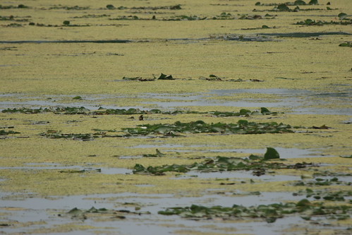 Flickr Pour une collection de photos sur le déversement de la rivière Huron, regardez ici : <a rel=